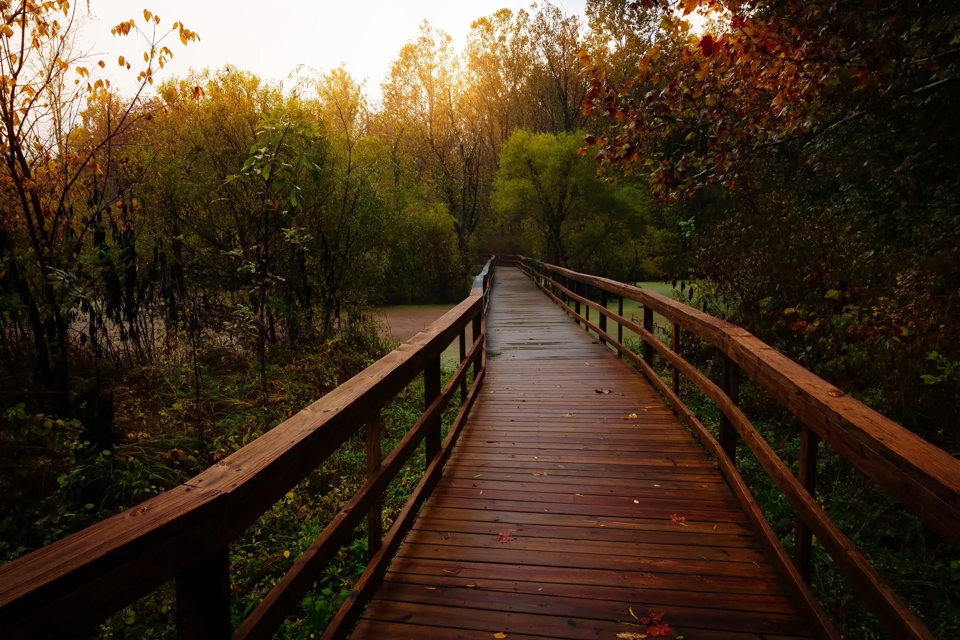 Bridge in the park at sunset.