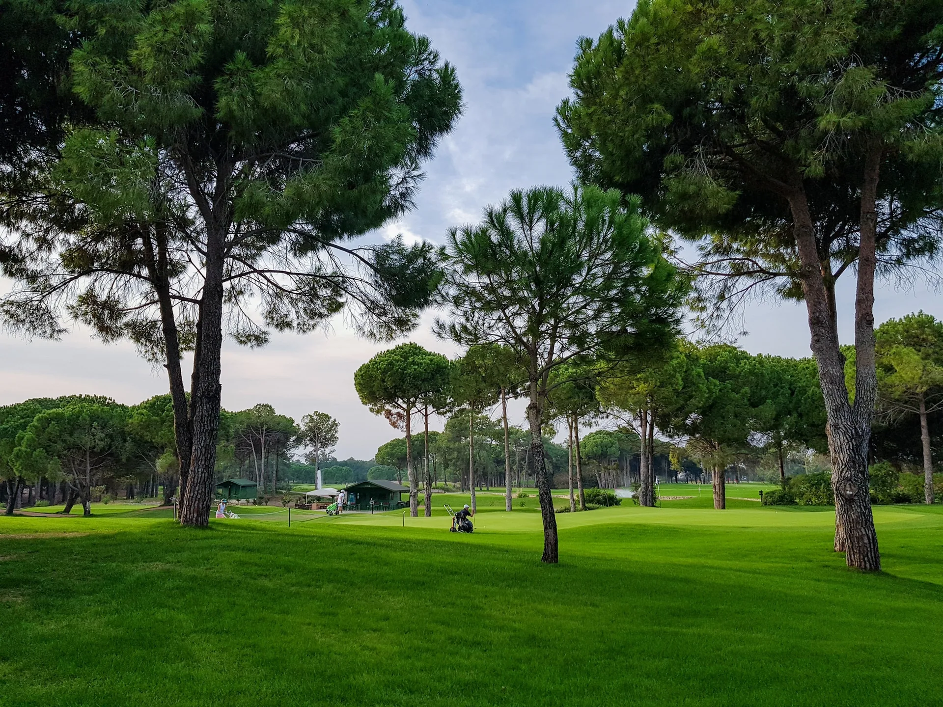 Golf courses with trees. On a blurry background - green houses, flags and players with bags and golf