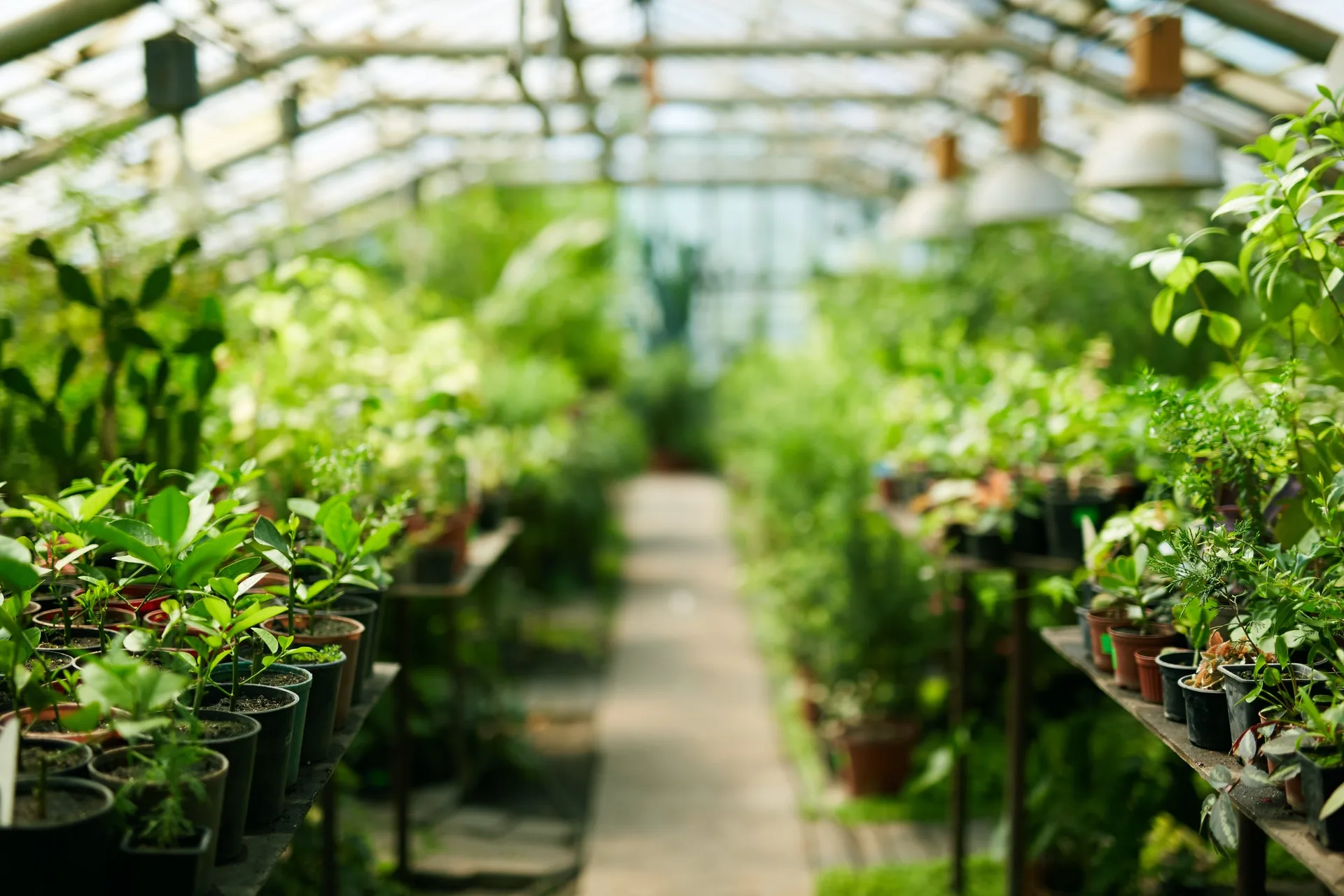 Interior of greenhouse